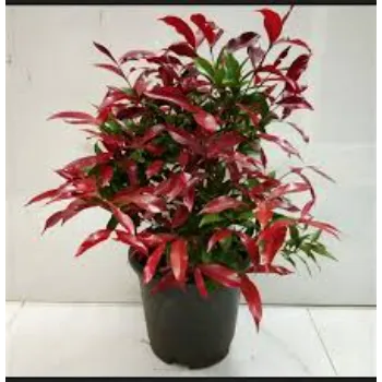 Red look Decorative Plants
